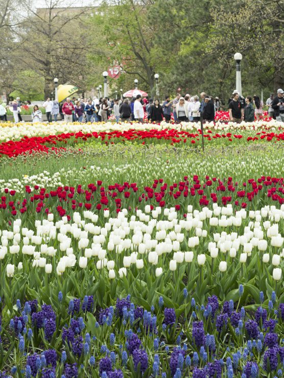 Ottawa Tulip Festival | Major festivals in Canada