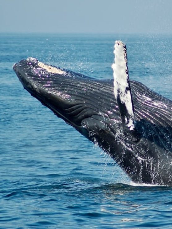 Pacific Rim Whale Festival | Major Festivals in Canada